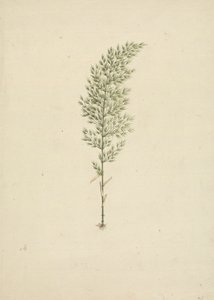 Arundinaria alpine K. شوم. (الخيزران الأفريقي): انتهى رسم العادة مع الجذور بواسطة جيمس بروس