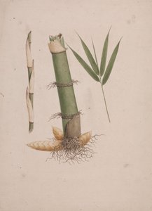 Arundinaria alpina K. Schum. (البامبو الأفريقي): الرسم النهائي لأجزاء الساق والبراعم بالأوراق بواسطة جيمس بروس