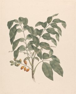 Brucea antidysenterica J. Miller (شجرة جيمس بروس): انتهى الرسم بإضافة جذع الفاكهة بواسطة جيمس بروس