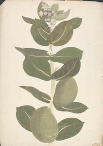 Calotropis procera (Ait.) Ait. F. (تفاح سدوم ، شجرة أذني): رسم مكتمل لنبات مزهر وثمار بواسطة جيمس بروس