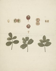Commiphora gileadensis (L.) C. Chr. (بلسم جلعاد ، أوببلسم): الانتهاء من سحب الفاكهة ، والفاكهة المقطعة ، والأوراق بواسطة جيمس بروس