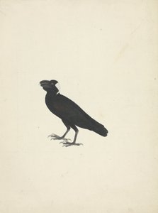 Corvs crassirostris (غراب سميك المنقار) بواسطة جيمس بروس