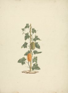 Cucumis metuliferus Naud (الخيار البري): الرسم النهائي بواسطة جيمس بروس