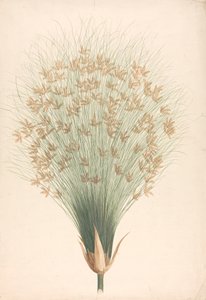 Cyperus papyrus L. (Papyrus Sedge): رسم مكتمل للإزهار بواسطة جيمس بروس