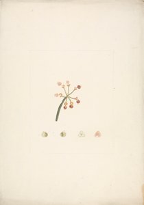 الفربيون نوبيكا N.E. ش. (نوبيان سبورج): رسم مكتمل للفتات المزهرة والإثمار ، مع تفاصيل تشريح الأزهار بواسطة جيمس بروس