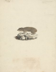 Heterohyrax brucei (الوبر الصخري ذو النقط الصفراء) بواسطة جيمس بروس