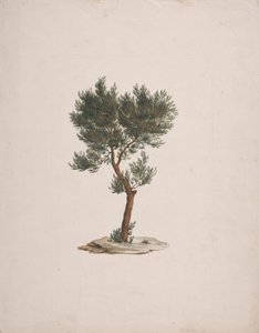 جونيبيروس بروسيرا إندل. (African Pencil Cedar): الانتهاء من رسم عادة الأشجار بواسطة جيمس بروس