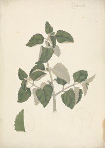Labiatae (أنواع غير محددة): رسم مكتمل لجلسة نباتية بدون أزهار بواسطة جيمس بروس