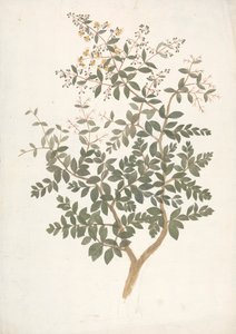 Lawsonia inermis L. (Henna): رسم مكتمل لجلسة نباتية مزهرة بواسطة جيمس بروس