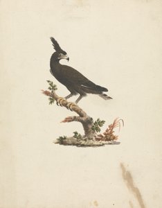 Lophaetus occipitalis (نسر طويل التوج) بواسطة جيمس بروس