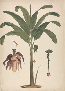 Musa x sapientum L. (موزة): رسم مكتمل بتفاصيل الإزهار بواسطة جيمس بروس
