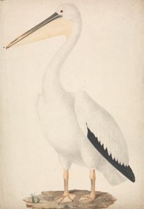 Pelecanus onocrotalus (البجع الأبيض العظيم) بواسطة جيمس بروس
