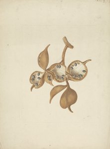 Sterculia africana (Lour.) Fiori: الرسم النهائي للساق مع قرون البذور، وبعضها مفتوح ويظهر البذور بواسطة جيمس بروس