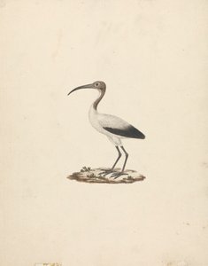 Threskiornis ethiopicus (أبو منجل المقدس الأفريقي) بواسطة جيمس بروس