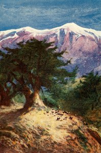 أرز لبنان - مات. ثاني عشر. 33 ، ج 1924. التأليف: جيمس كلارك ، هنري هاربر.