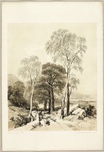 بيرش والبلوط ، من The Park and the Forest بواسطة جيمس دوفيلد هاردينج