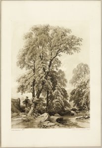 الدردار والبيرش ، من The Park and the Forest بواسطة James Duffield Harding