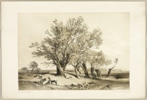 بولارد ويلو ، من The Park and the Forest