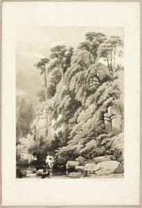 Wych Elm and Firs ، من The Park and the Forest بواسطة جيمس دوفيلد هاردينج