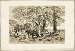 ويتش إلم ، من The Park and the Forest
