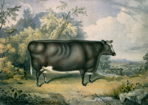 جائزة Cottesmore Heifer ، بعد هنري سترافورد (fl.1833-73) ، 1837