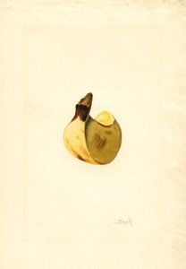 الموز (موسى) (بالألوان المائية)