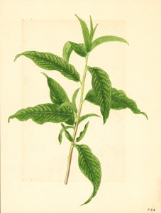 غصن بأوراق خضراء من شجرة الخوخ البرتي (Prunus persica: Elberta) (بالألوان المائية)