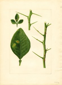 ورقة وغصن شجرة برتقال مريضة (Poncirus trifoliata) (بالألوان المائية)