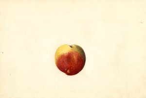 الخوخ (Prunus persica: Elberta) (بالألوان المائية)