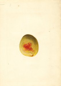 الخوخ (Prunus persica: Elberta) (بالألوان المائية)
