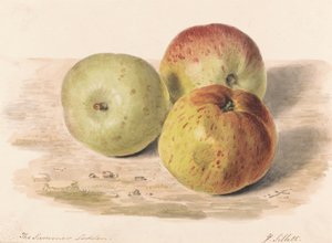 The Summer Lodden ، سبتمبر 1832: دراسة عن حياة ثلاثة تفاحات بواسطة جيمس سيليت