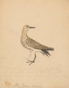 طائر بواسطة جيمس سويربي