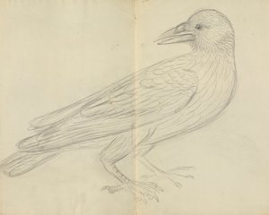 غراب بواسطة جيمس سويربي