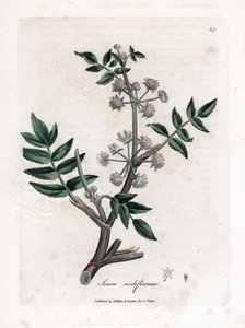 وجع الجرجير الكاذب - الجزر الأبيض الزاحف المائي ، Sium nodiflorum. نقش على لوح نحاسي ملون يدويًا من رسم نباتي رسمه جيمس سوربي من ويليام وودفيل والسير ويليام جاكسون هوكر "" علم النبات الطبي ، "جون بون ، لندن بواسطة جيمس سويربي