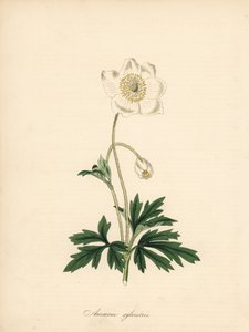 شقائق النعمان من لقم الثقب - شقائق النعمان Snowdrop ، Anemone sylvestris. مأخوذ من رسم توضيحي لجيمس سوربي في "مجلة نباتية" لوليام كيرتس ". بواسطة جيمس سويربي