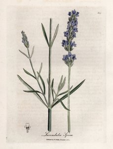 ابيك لافندر. نقش نحاسي ملون يدويًا من رسم لجيمس سوربي (1757-1822) في Botanique Medicinale بواسطة جيمس سويربي