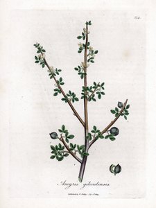 بلسم مكة أو بلسم جلعاد - بلسم مكة ، Commiphora gileadensis. نقش على لوح نحاسي ملون يدويًا من رسم نباتي رسمه جيمس سوربي من ويليام وودفيل والسير ويليام جاكسون هوكر "" علم النبات الطبي ، "جون بون ، لندن بواسطة جيمس سويربي