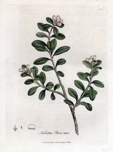 عنب الدب أو عنب الدب - زائدة الشجر أو عنب الدب ، Arctostaphylos uva-ursi. نقش على لوح نحاسي ملون يدويًا من رسم توضيحي نباتي رسمه جيمس سوربي من ويليام وودفيل والسير ويليام جاكسون هوكر "" علم النبات الطبي "،" جون بون ، لوند بواسطة جيمس سويربي