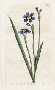 برمودي بأوراق ضيقة - الطباعة الحجرية لجيمس سوربي (1757-1822) ، من المجلة النباتية بقلم ويليام كيرتس (1746-1799) بواسطة جيمس سويربي
