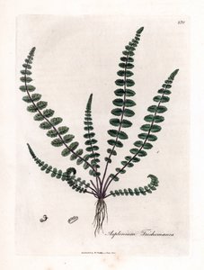 doradilla السوداء أو السرخس الكاذب (السرخس) - سرخس كزبرة البكر الشائع أو الطحال ، Asplenium trichomanes. نقش على لوح نحاسي ملون يدويًا من رسم نباتي رسمه جيمس سوربي من ويليام وودفيل والسير ويليام جاكسون هوكر "" ميديكال بو بواسطة جيمس سويربي