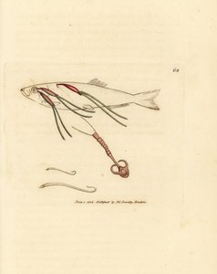 طفيلي مجدافيات يتغذى بالدم على عين الرش ، Lernaeenicus sprattae (Lernaea sprattae). ودودة غريبة أخرى وجدت على صدفة محار. نقش على لوح نحاسي ملون يدويًا بواسطة James Sowerby من The British Miscellany ، أو أشكال ملونة جديدة ونادرة ، بواسطة جيمس سويربي