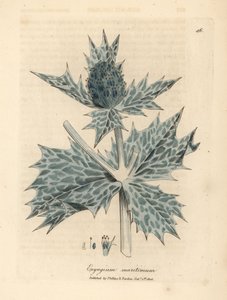 هولي البحر الأزرق المزهر أو eryngo ، Eryngium maritinum بواسطة جيمس سويربي