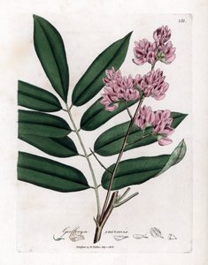 شجرة الكرنب أو لحاء الملفوف - شجرة الملفوف ، Andira inermis. نقش على لوح نحاسي ملون يدويًا من رسم نباتي رسمه جيمس سوربي من ويليام وودفيل والسير ويليام جاكسون هوكر "" علم النبات الطبي ، "جون بون ، لندن بواسطة جيمس سويربي