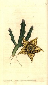 نشا الصبار - Orbea varegata (Stapelia المتنوعة ، Stapelia variegata). نقش على لوح نحاسي ملون يدويًا وتوضيح نباتي بواسطة جيمس سوربي من مجلة ويليام كيرتس النباتية ، لامبيث مارش ، لندن بواسطة جيمس سويربي