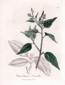 Cascarille officinale أو خشب الكينكينا الناعم أو الصناعي - Cascarilla، Croton (Clutia) eluteria. نقش على لوح نحاسي ملون يدويًا من رسم نباتي رسمه جيمس سوربي من ويليام وودفيل و "" علم النبات الطبي "للسير ويليام جاكسون هوكر" ، "جون بواسطة جيمس سويربي