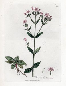 Centauree Chironia - قنطورس ، تشيرونيا سنتوريوم. نقش على لوح نحاسي ملون يدويًا من رسم نباتي رسمه جيمس سوربي من ويليام وودفيل والسير ويليام جاكسون هوكر "" علم النبات الطبي ، "جون بون ، لندن بواسطة جيمس سويربي