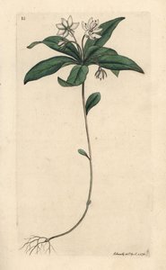 Chickweed winter-green ، Lysimachia europaea (Trientalis europaea) (Trientale d