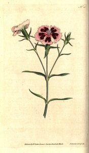 قرنفل الصين - وردي صيني أو وردي هندي ، Dianthus chinensis. نقش على لوح نحاسي ملون يدويًا وتوضيح نباتي بواسطة جيمس سوربي من مجلة ويليام كيرتس النباتية ، لامبيث مارش ، لندن بواسطة جيمس سويربي