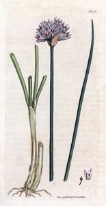 الثوم المعمر (Allium schoenoprasum). نقش نحاسي ملون يدويًا من رسم نباتي لجيمس سوربي لكتاب جيمس سميث "النبات الإنجليزي" (1790-1814). اجتذبت Sowerby التي لا تعرف الكلل (1757-1822) أكثر من 2500 نبتة لـ Smith Mammoth “English Bot بواسطة جيمس سويربي