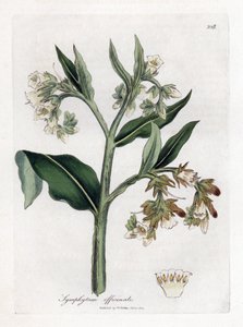 Comfrey - كومفري ، سيمفيثوم أوفيسينال. نقش على لوح نحاسي ملون يدويًا من رسم نباتي رسمه جيمس سوربي من ويليام وودفيل والسير ويليام جاكسون هوكر "" علم النبات الطبي ، "جون بون ، لندن بواسطة جيمس سويربي